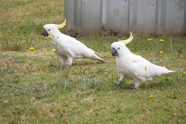A pair of cockatoos - a flockatoo if you will