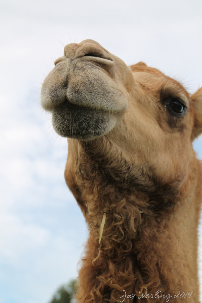 I am a camel